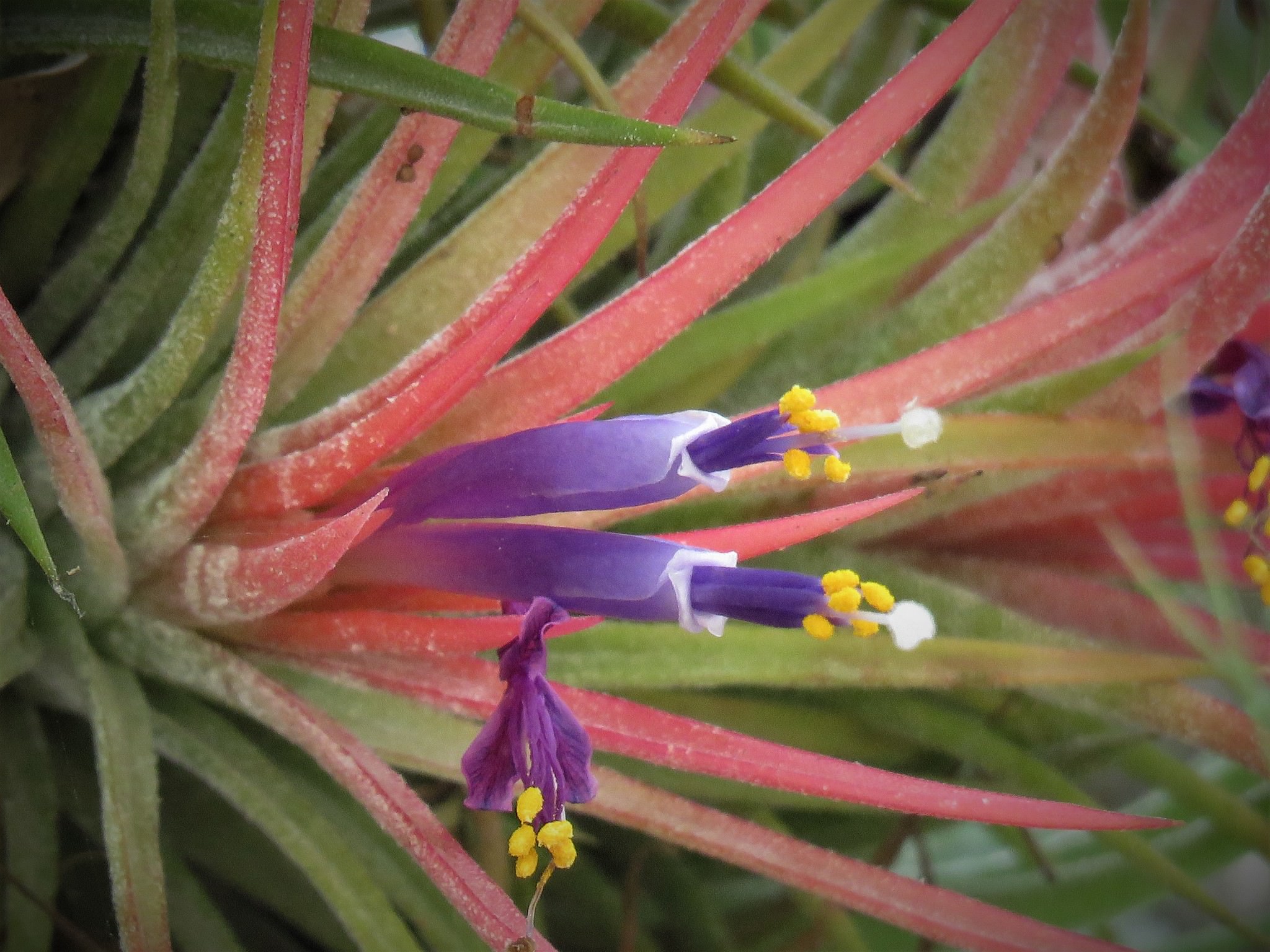 Tillandsia ionantha 